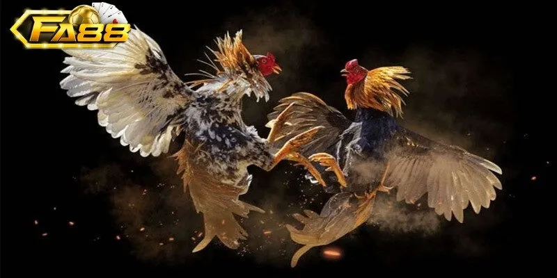 Tìm hiểu đá gà Fa88