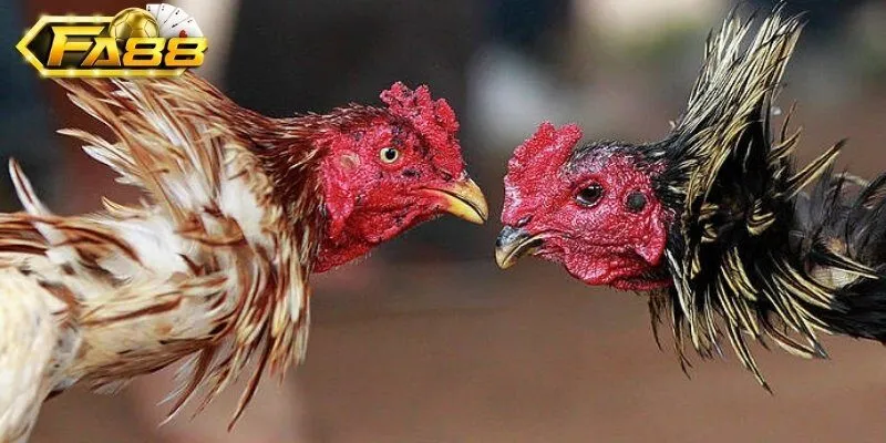 Vì sao nên chọn cá cược đá gà Fa88?